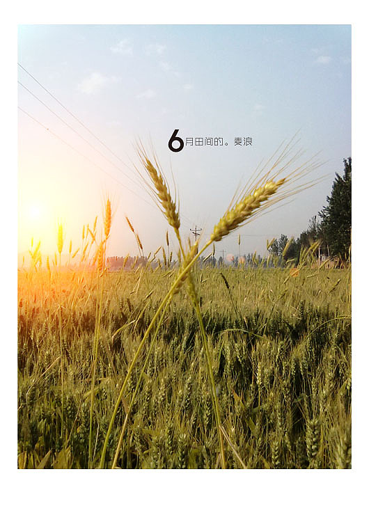 6月田间的麦浪（图ZMzE4MzA4NA==） - 风光摄影 - 站酷设计师廿八亩田原创素材 - 站酷ZCOOL