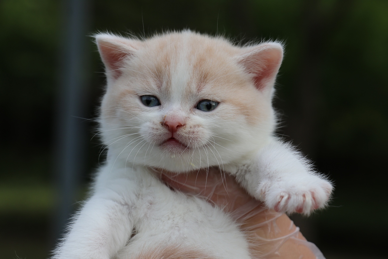 双血统英短\0508英短乳白梵公-熊二-27day450g