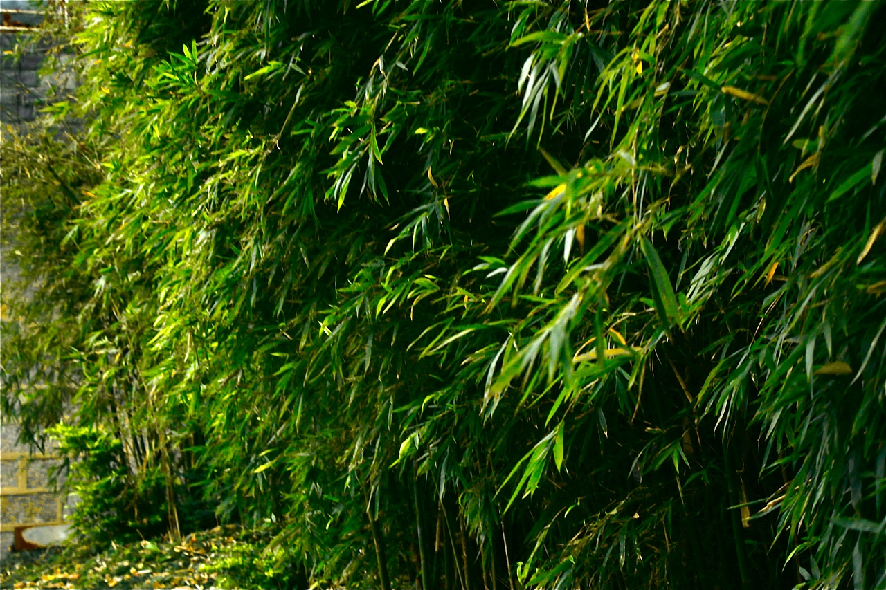 桂林旅拍|桂林山水甲天下