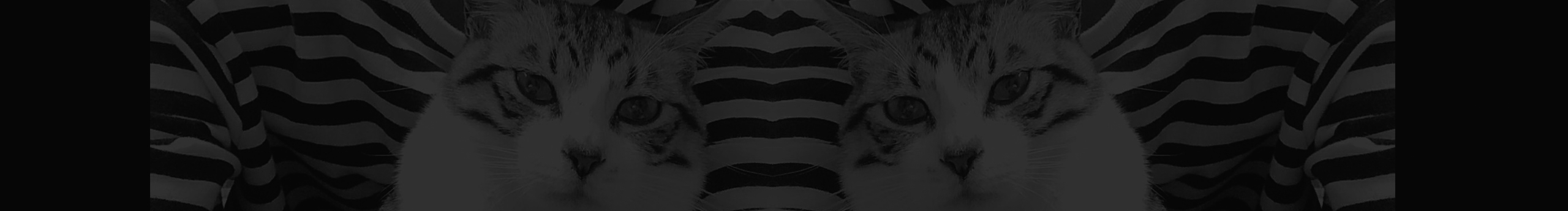 我橱窗里的猫的个人主页（封面预览） - 主页封面设置 - 站酷设计师我橱窗里的猫原创素材 - 站酷ZCOOL