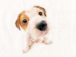 彩铅狗狗——杰克罗素梗犬