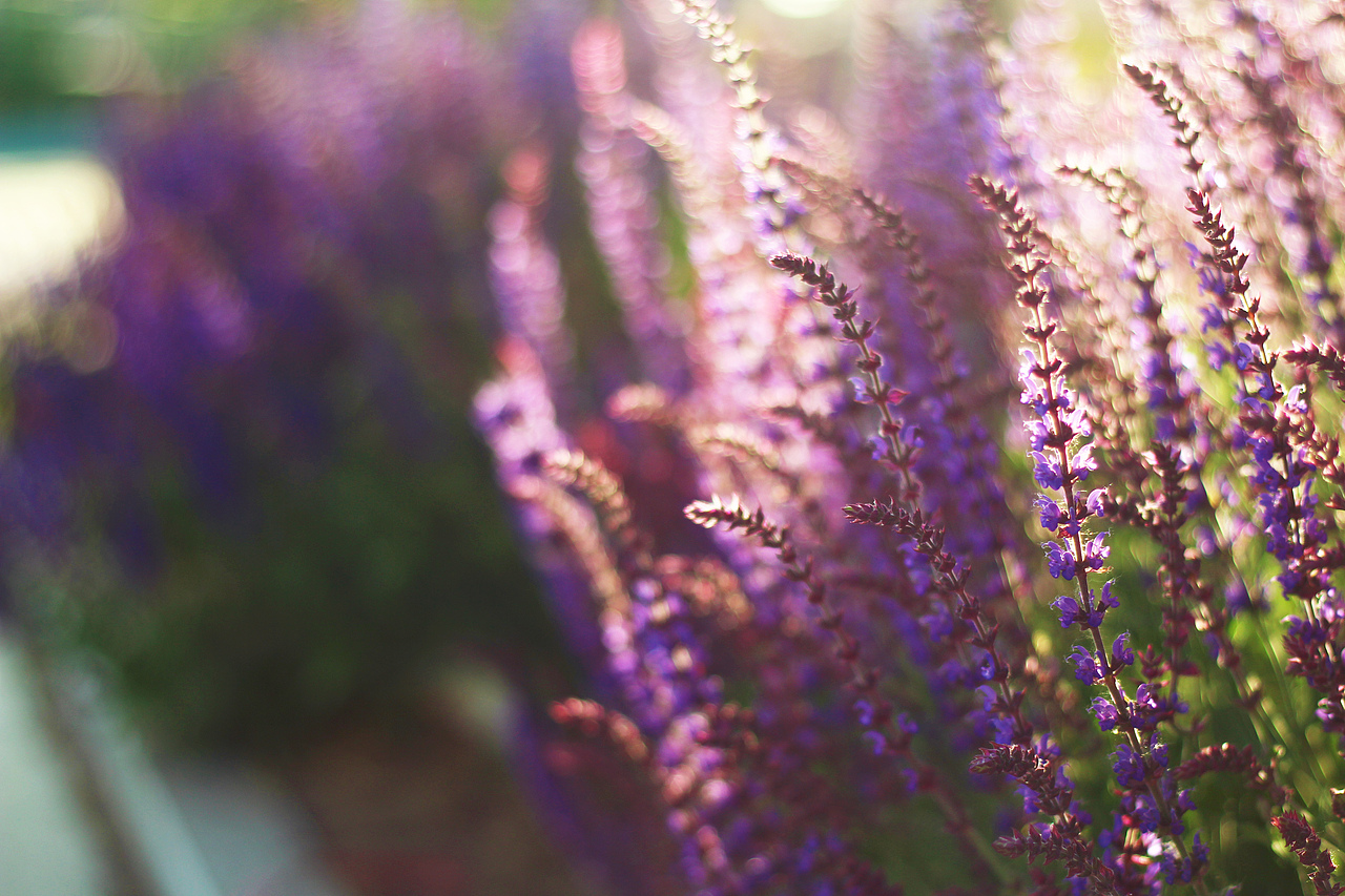 花（图ZMTE1NTc4NzIw） - 产品摄影 - 站酷设计师ma675055787原创素材 - 站酷ZCOOL