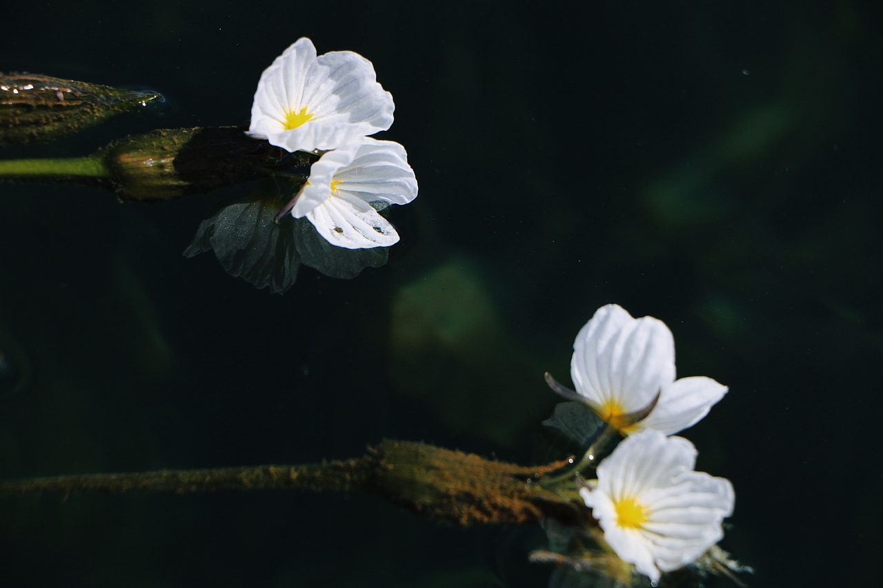 泸沽湖|水性杨花