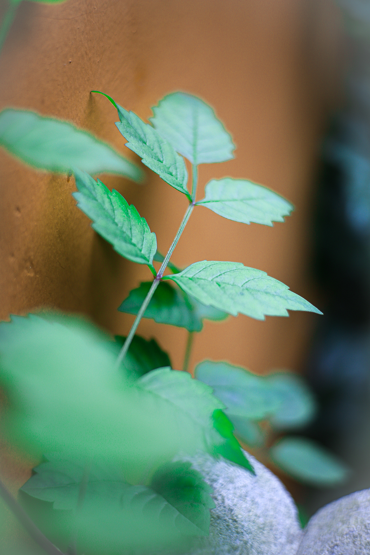 夏日简影（图ZMjE4OTMzNjMy） - 风光摄影 - 站酷设计师ouou欧原创素材 - 站酷ZCOOL