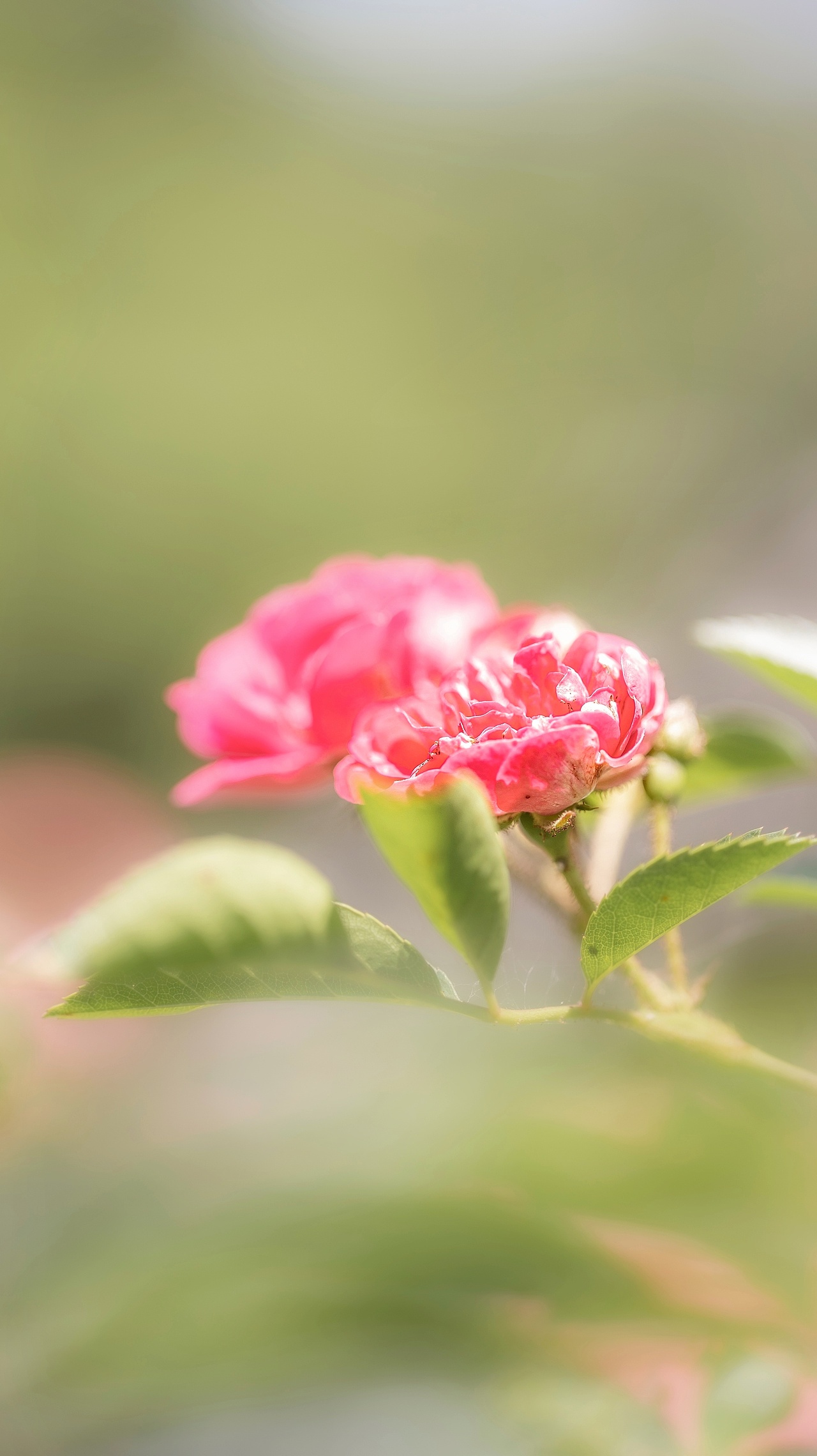 【蔷薇】（图ZMzAxMTg2OTg0） - 其他摄影 - 站酷设计师铃铛Lynne原创素材 - 站酷ZCOOL