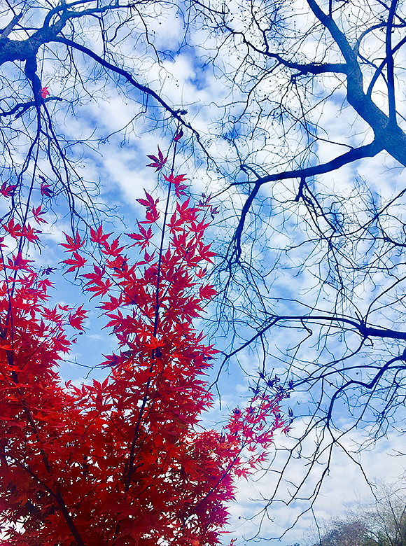 栖霞山的枫叶--随拍