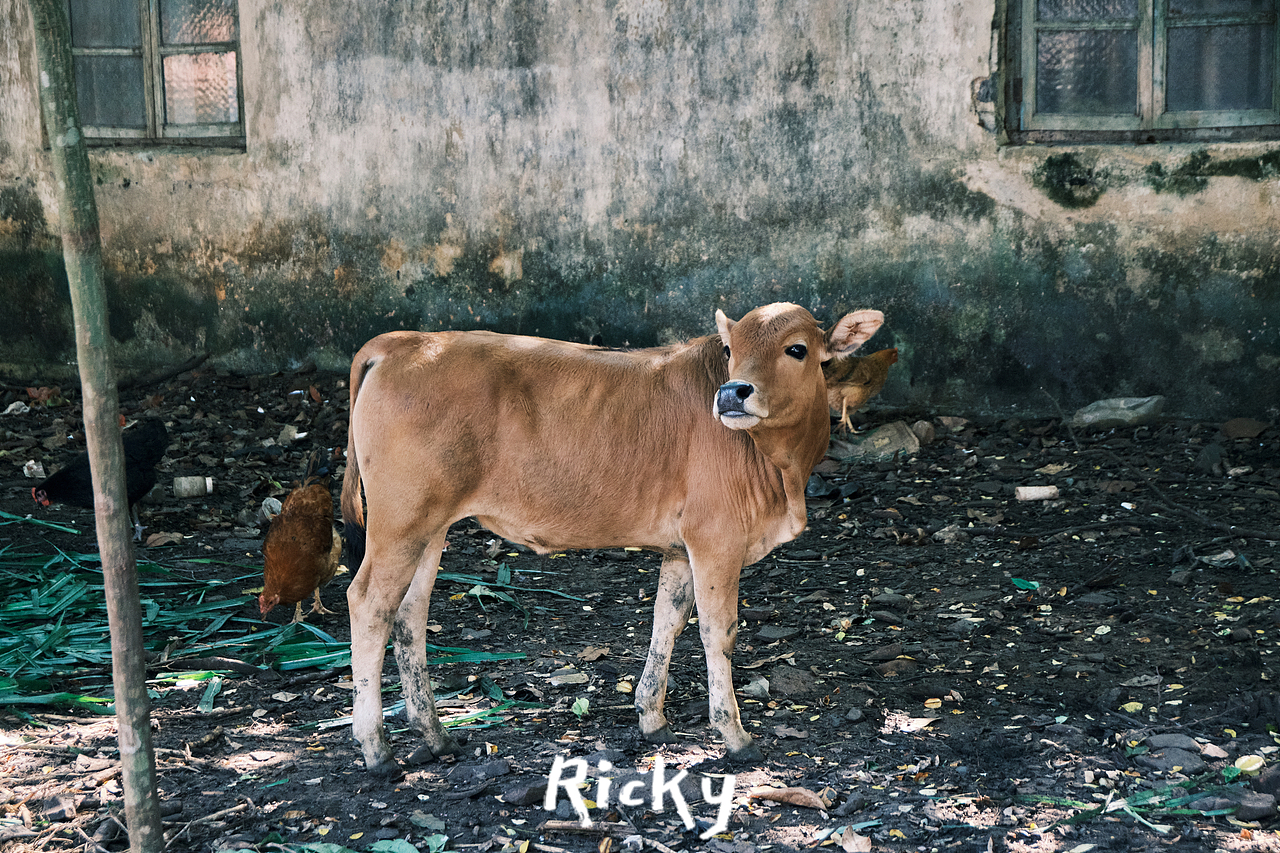 家乡的小黄牛🐂（图ZMjcyODYwMDQ4） - 人文/纪实摄影 - 站酷设计师不学无术的Ricky原创素材 - 站酷ZCOOL