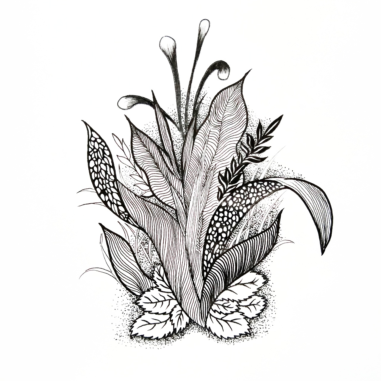 手绘插画【花-草-木】