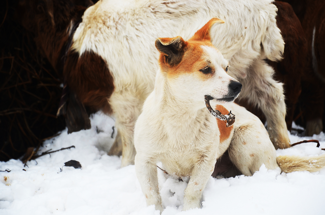 2015，邯鄲，第一場雪（圖ZMjQzMjQzOTI=） - 風光攝影 - 站酷設計師中仁原創(chuàng)素材 - 站酷ZCOOL