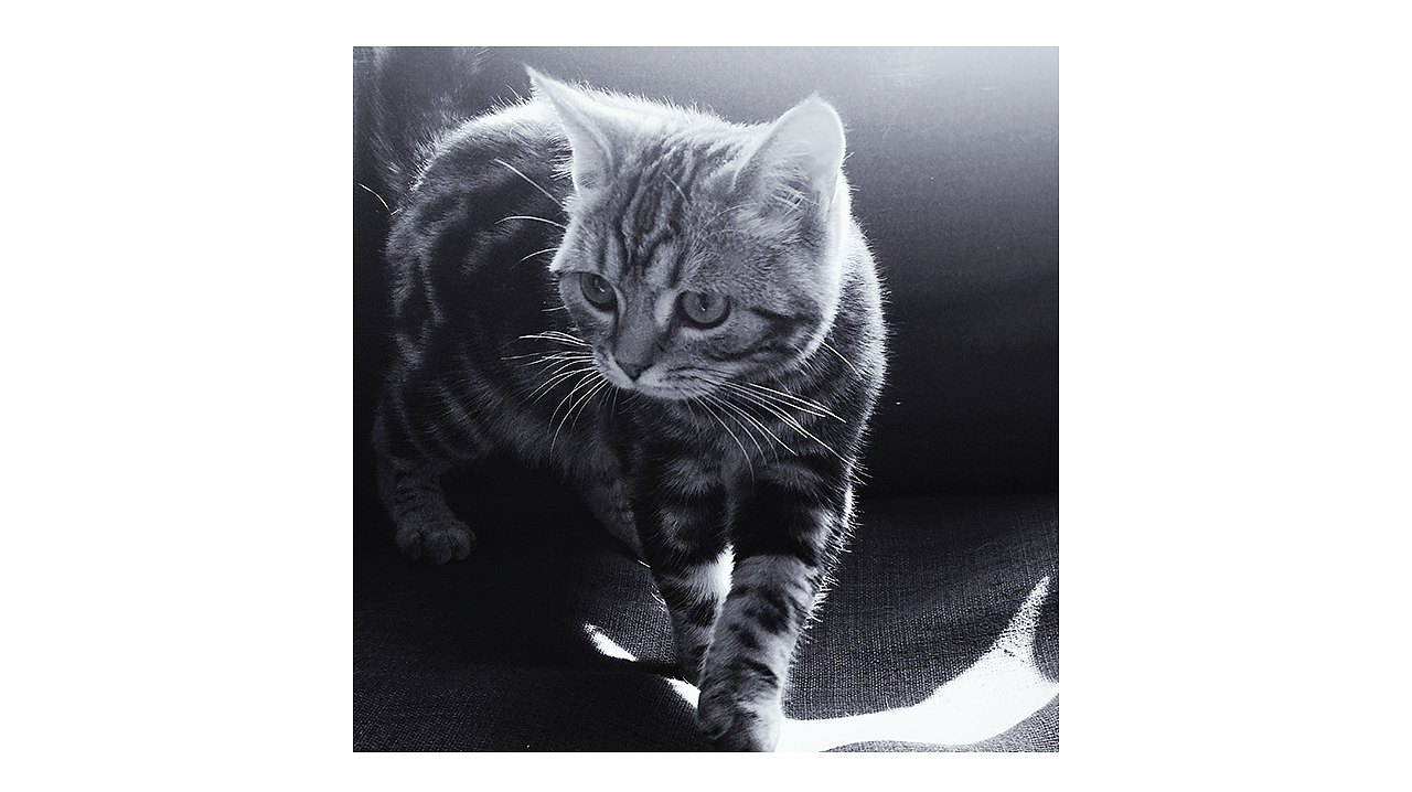 喵主子半歲啦~（圖ZMTA5Mjk3MTg4） - 人文/紀(jì)實攝影 - 站酷設(shè)計師Miss_Mo原創(chuàng)素材 - 站酷ZCOOL