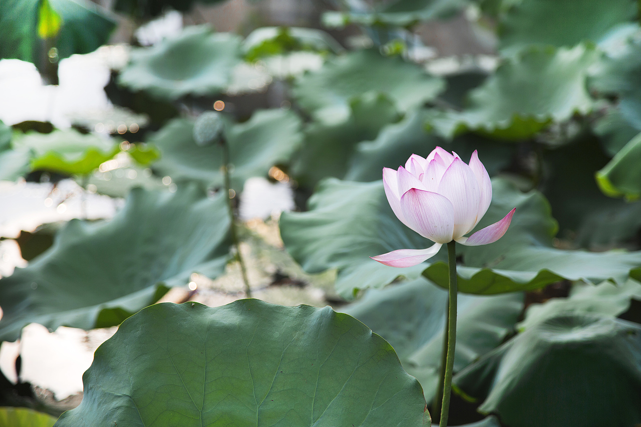深圳洪湖公园荷花