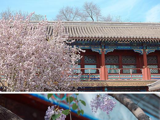 #生活小记#春日北京（个人主页-ZNTMwNTM2MDQ=） - 风光摄影 - 站酷设计师一修_原创素材 - 站酷ZCOOL