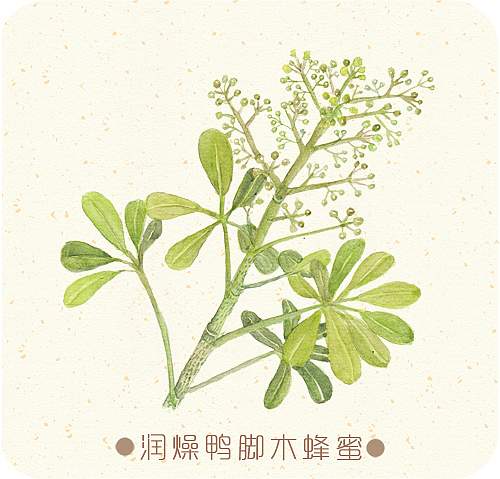 蜂蜜包装设计（图ZMTU5NDM1NzI=） - 包装 - 站酷设计师画画的lulu原创素材 - 站酷ZCOOL