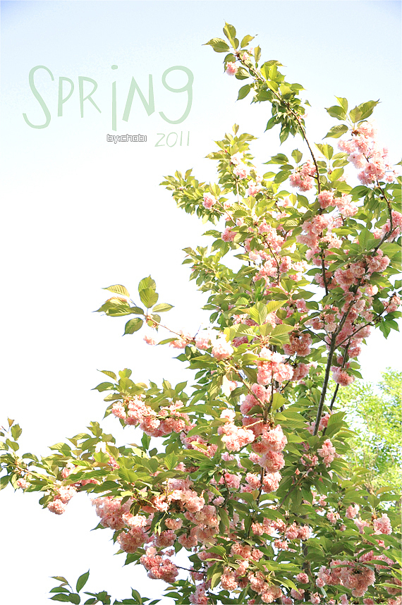 春天的随便乱照（图ZMjk5MjU0NA==） - 风光摄影 - 站酷设计师chobi原创素材 - 站酷ZCOOL