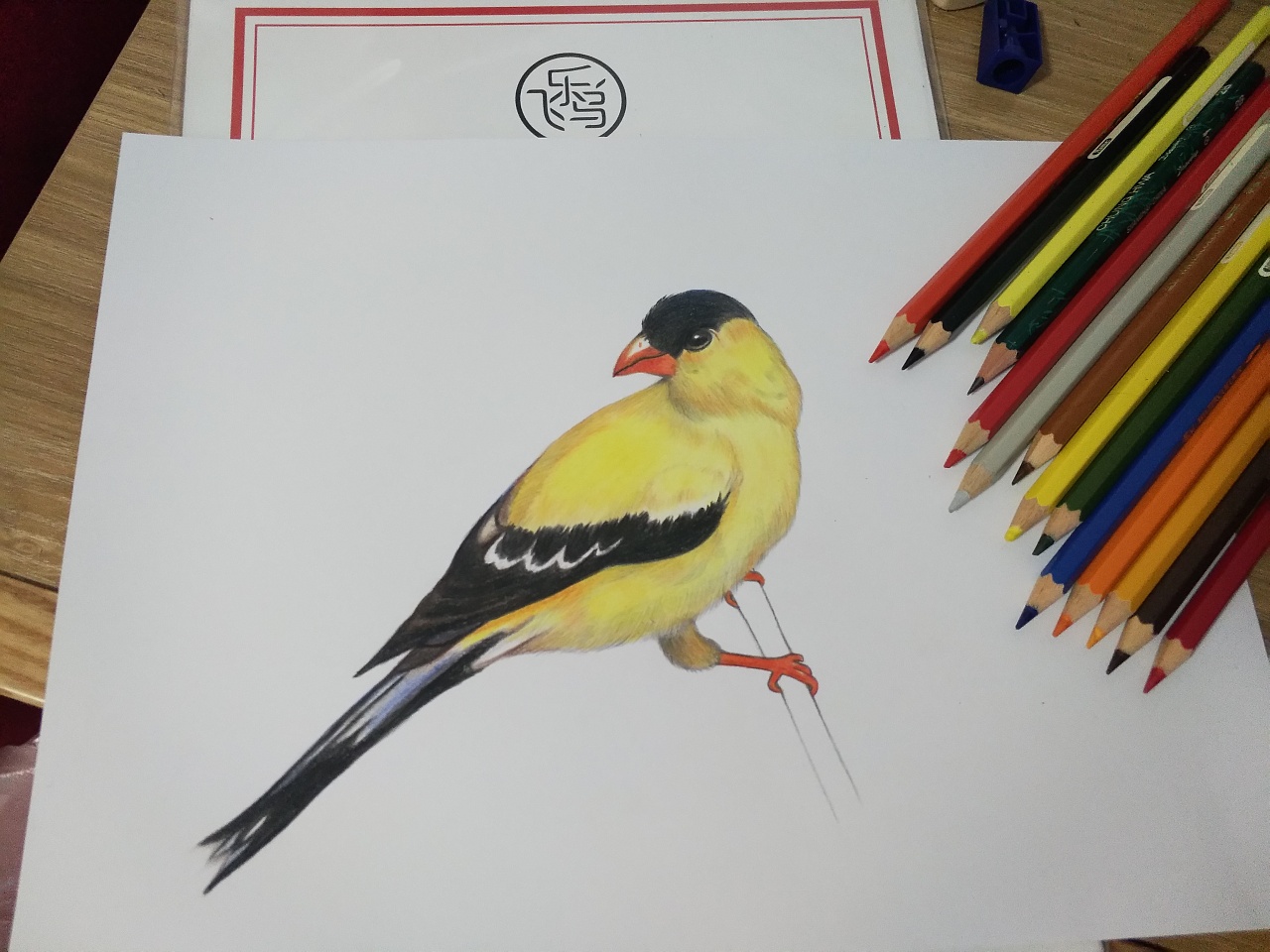 彩铅美洲金翅雀