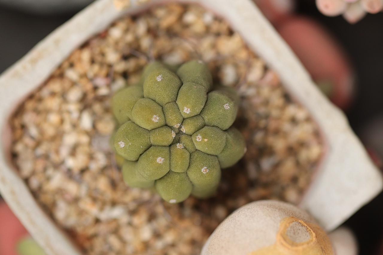 多肉（图ZMjU3MTM2MjY4） - 其他摄影 - 站酷设计师生活可爱原创素材 - 站酷ZCOOL