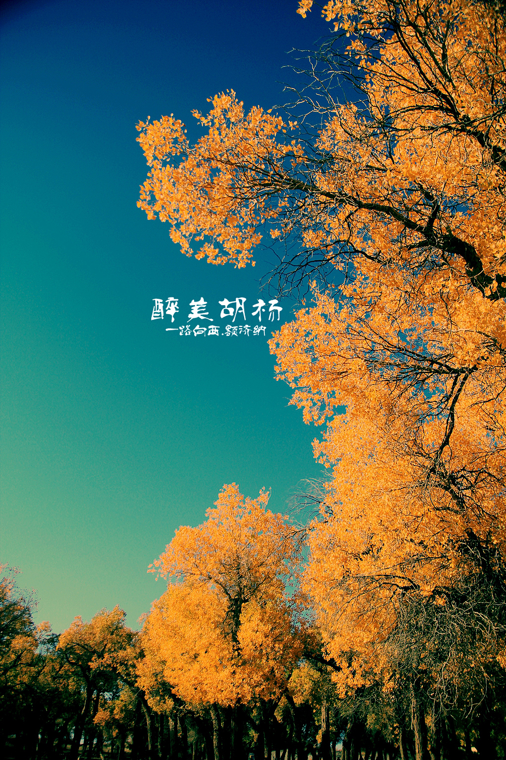 一路向西终极篇--额济纳胡杨林