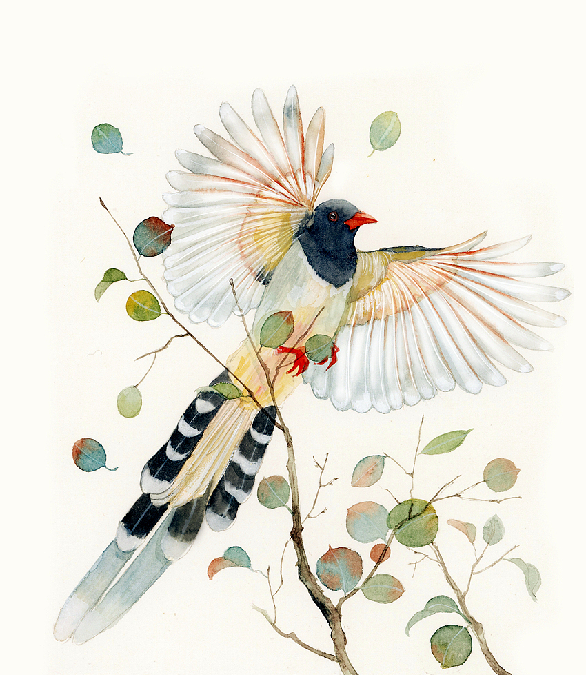 小鸟~（图ZMTY1NzYyMDE2） - 商业插画 - 站酷设计师瑶背背原创素材 - 站酷ZCOOL