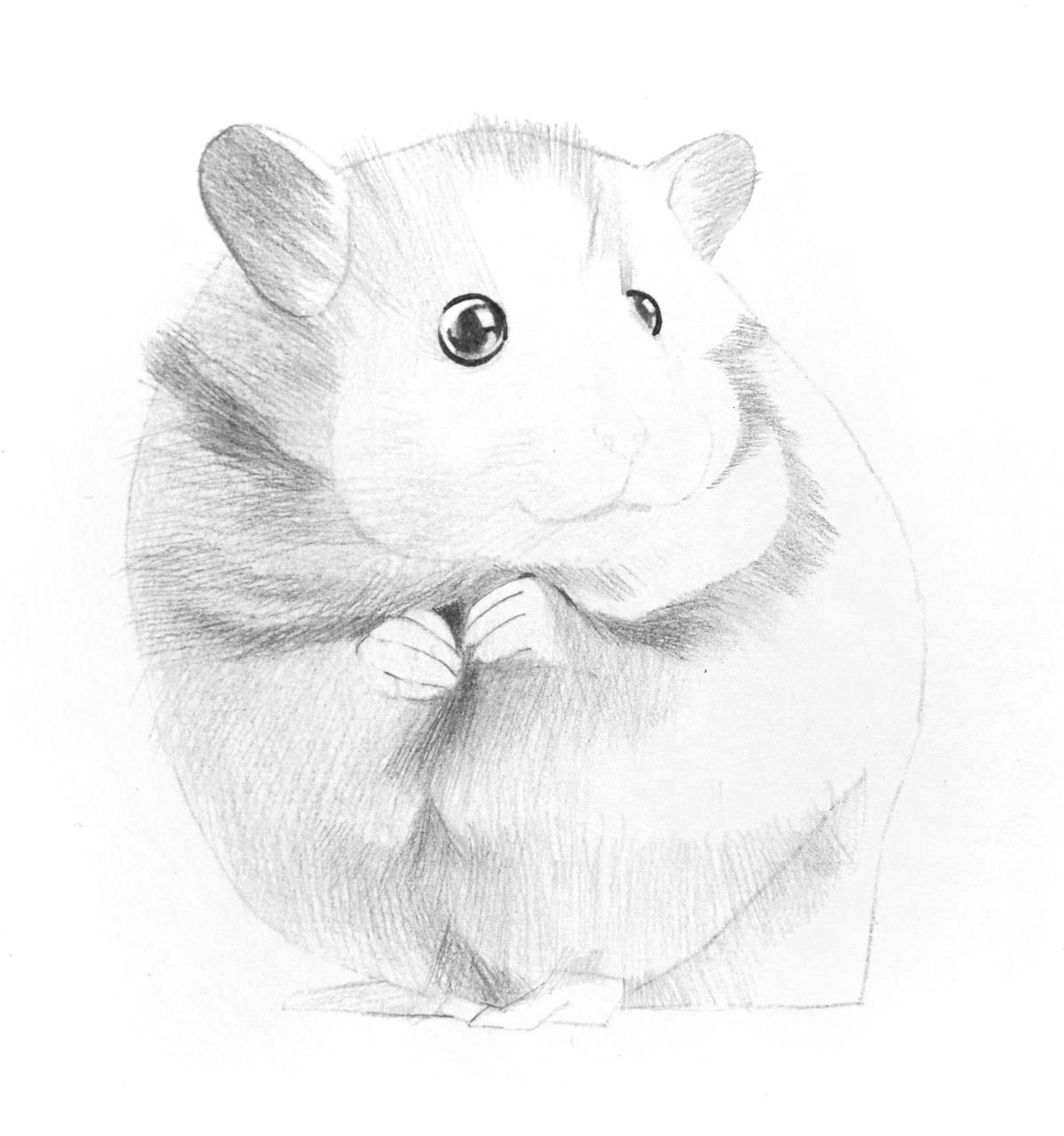 超可爱的小松鼠简笔画_简笔画 - 搜图案网