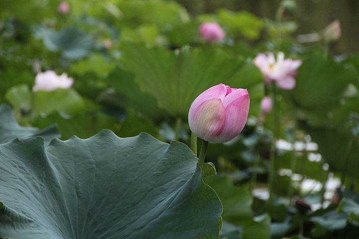 2013-立秋后的-荷