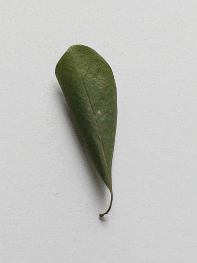 Dancing Leaves (GIF)（图ZNzU5NzE1Mg==） - 产品摄影 - 站酷设计师一粒渣渣原创素材 - 站酷ZCOOL