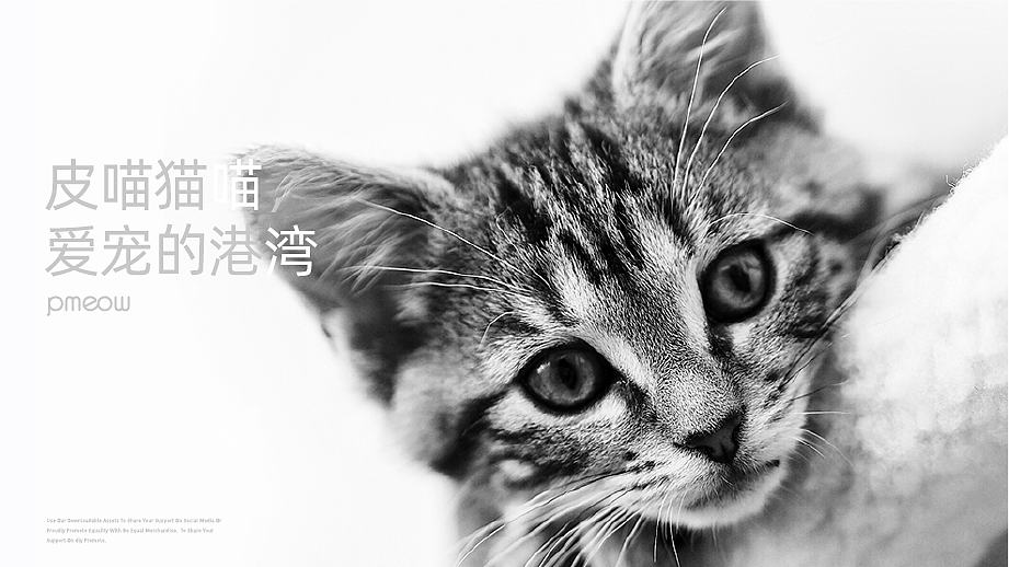 皮喵猫居 | 品牌设计（图ZMjc4MDUwNTky） - 品牌 - 站酷设计师辛夷卉原创素材 - 站酷ZCOOL