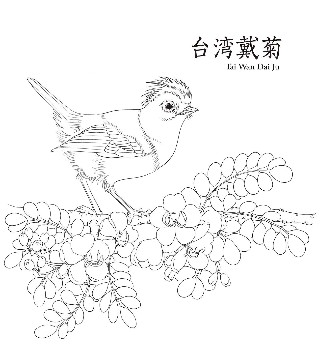 黑白花鸟集花鸟线描100例