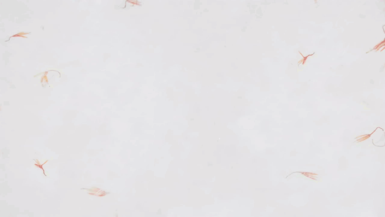 24节气汉字动态——春（图ZMzk0Njc4NzI=） - 动画片 - 站酷设计师Arale_you原创素材 - 站酷ZCOOL