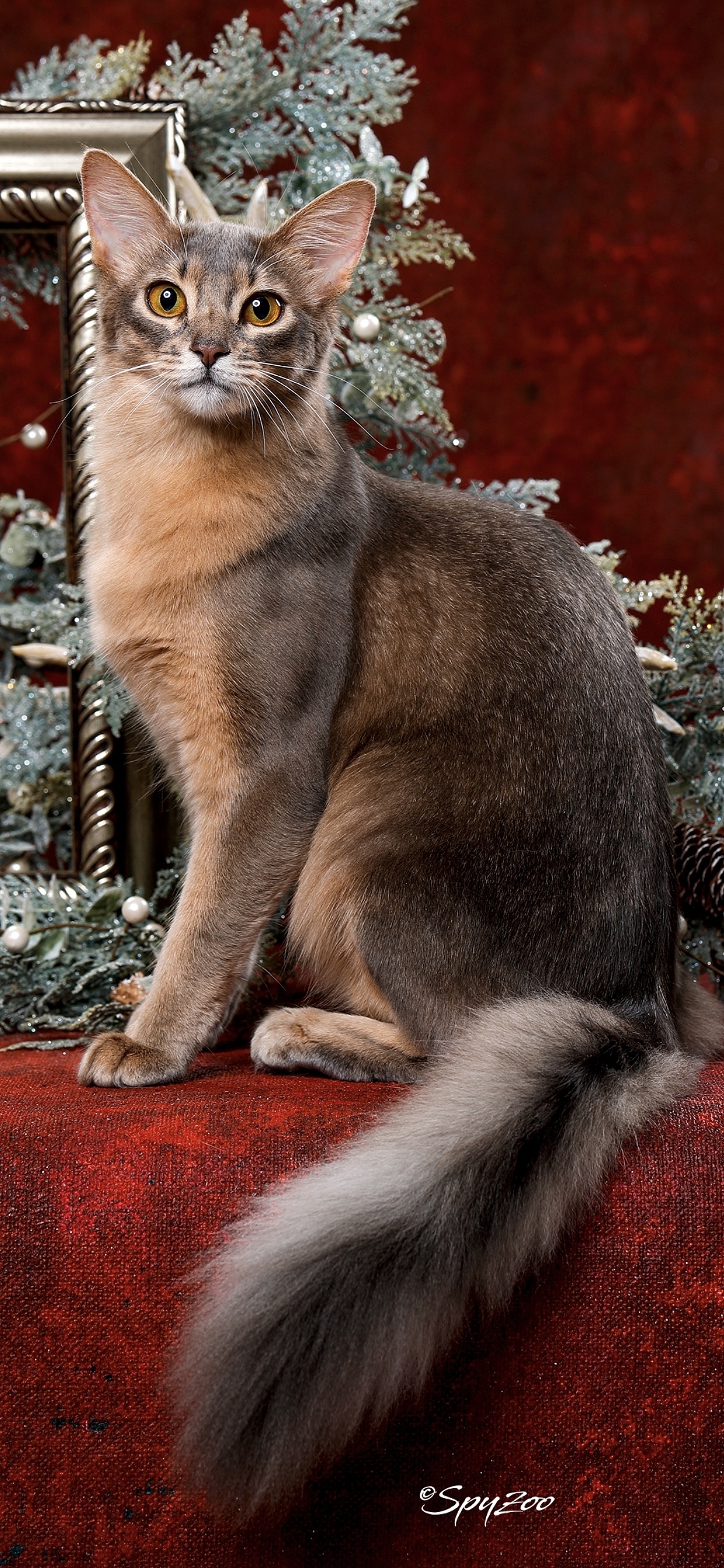 2018-19年度中国猫赛spyzoo赛程猫咪拍摄部分