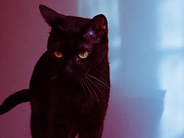我的猫猫小黑哥