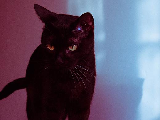 我的猫猫小黑哥