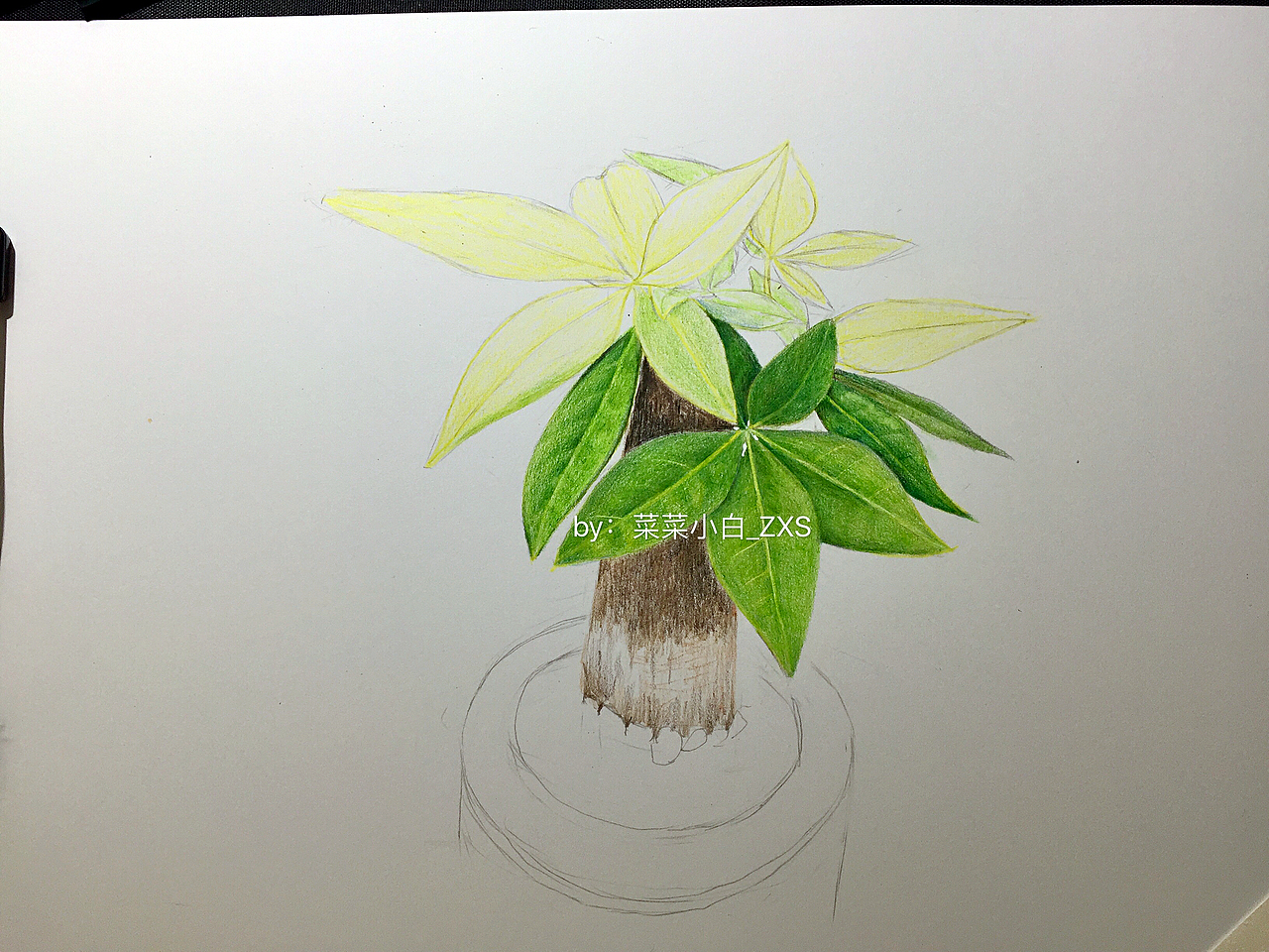 彩铅手绘—发财树