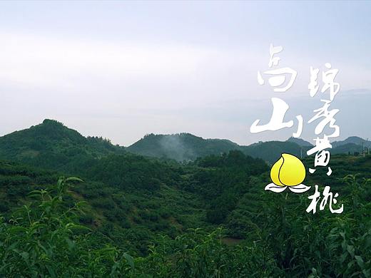 怀化高山锦绣黄桃 宣传短片