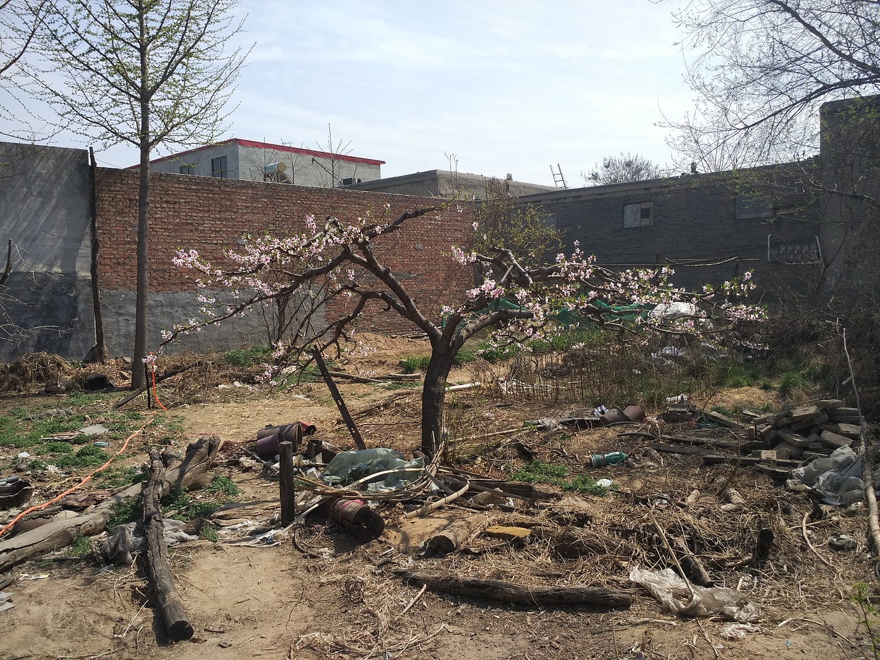 老家賞花（圖ZNzU1MzI0ODA=） - 風(fēng)光攝影 - 站酷設(shè)計(jì)師山山而川上的麥子原創(chuàng)素材 - 站酷ZCOOL