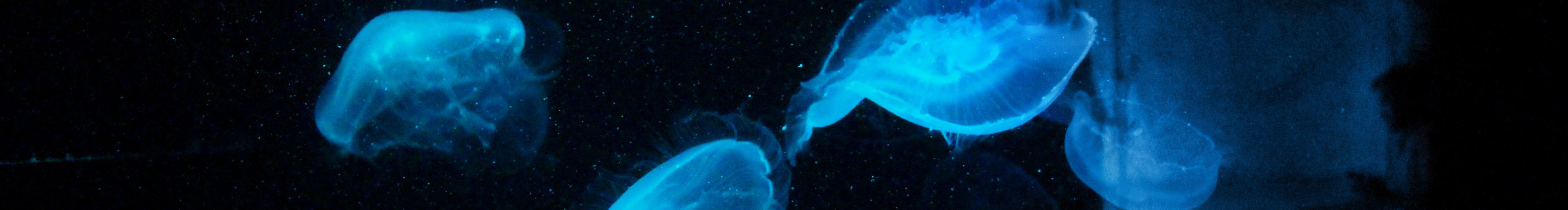天王盖地虎虎虎的个人主页（封面预览） - 主页封面设置 - 站酷设计师天王盖地虎虎虎原创素材 - 站酷ZCOOL