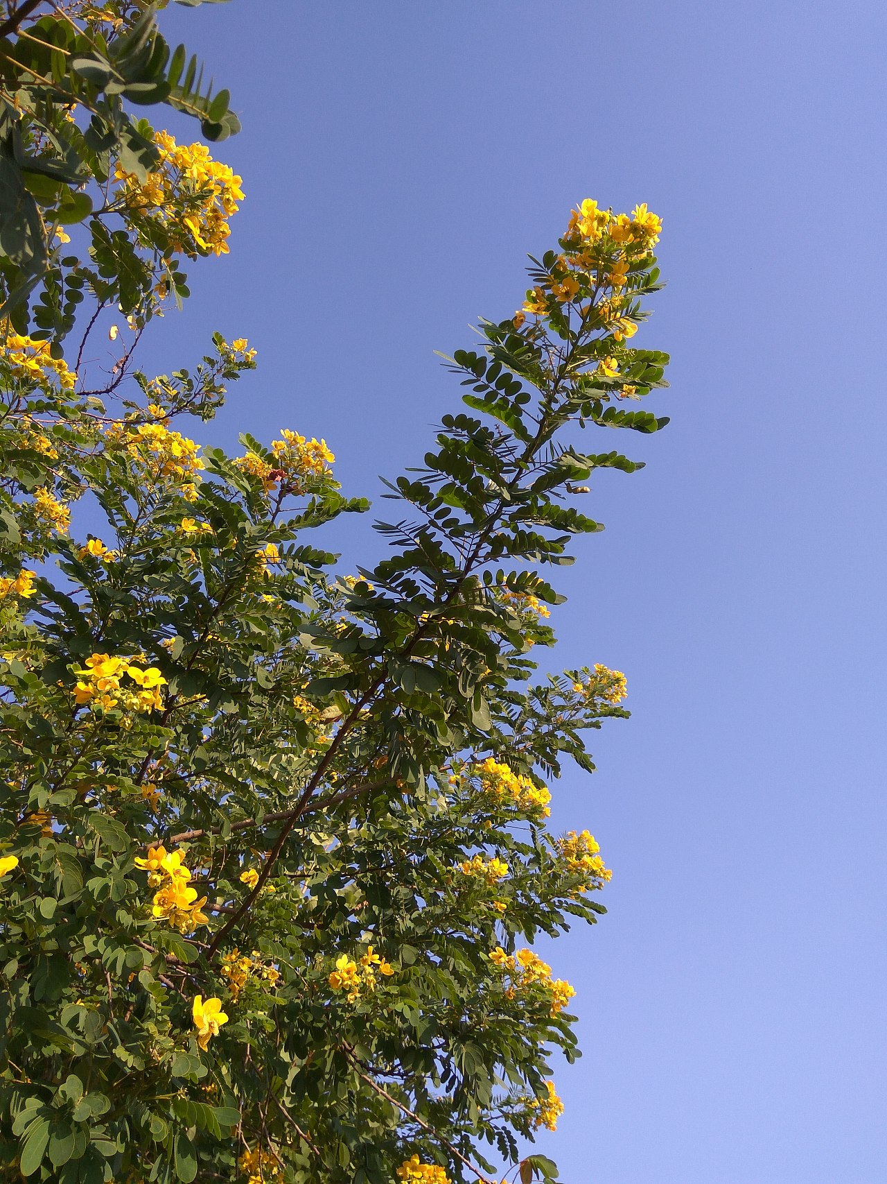 黄花树下不见不散