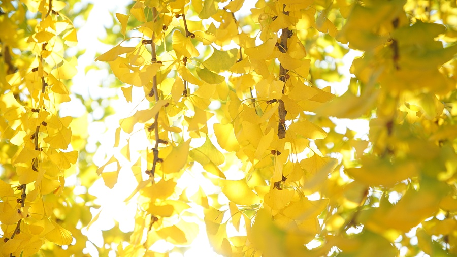 一树阳光,照耀了1600年|人文/纪实|摄影|百川取则 - 原创设计作品