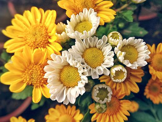 此花开尽更无花丨一加3T撞上菊花展