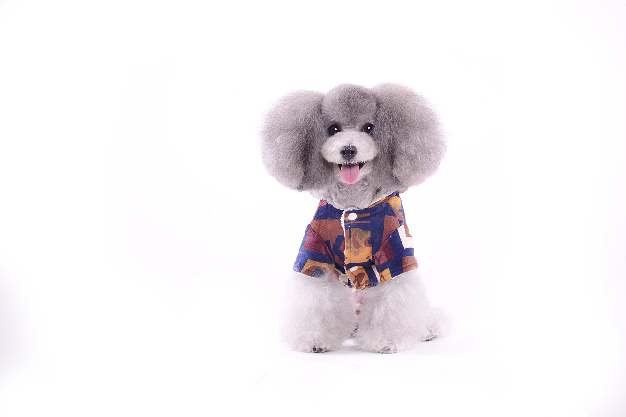 深圳宠物摄影-宠物服装拍摄