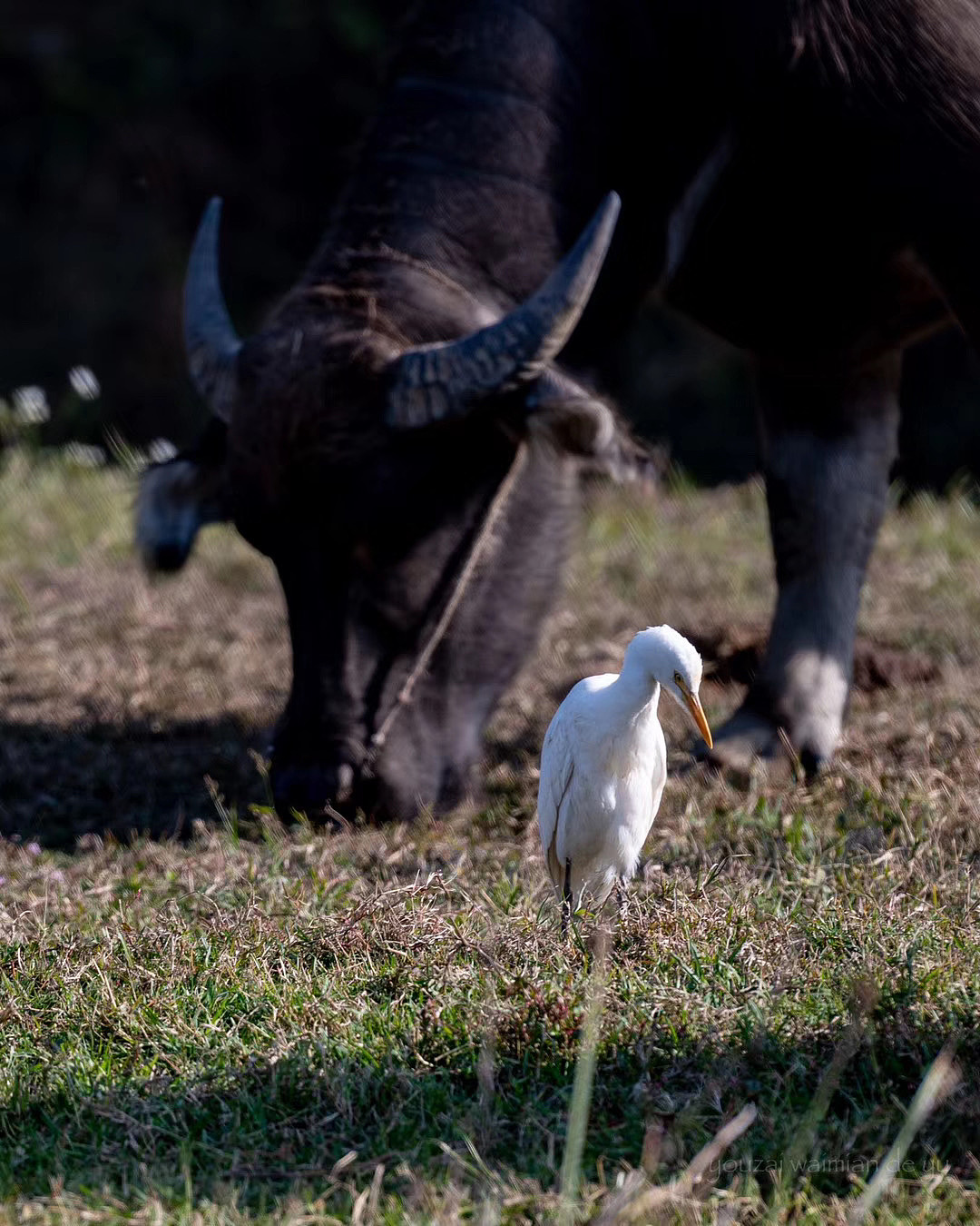 嬉戲中的??（圖ZMjM0MzI3ODA4） - 人文/紀實攝影 - 站酷設計師游在外面的魚原創(chuàng)素材 - 站酷ZCOOL