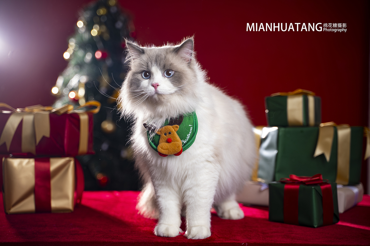 迟到的猫咪圣诞照（图ZMjg0OTcwMDY0） - 宠物摄影 - 站酷设计师棉花糖宠物摄影原创素材 - 站酷ZCOOL