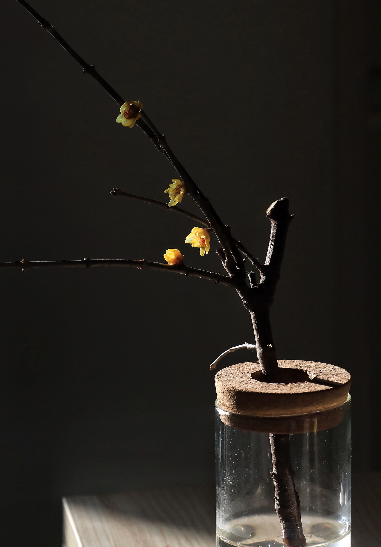 腊梅（图ZMjQxMDYyNTUy） - 产品摄影 - 站酷设计师雁过拾光原创素材 - 站酷ZCOOL