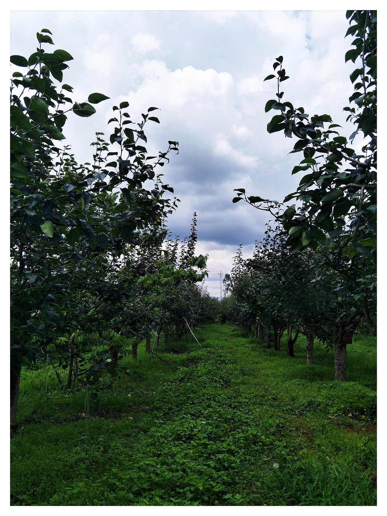 雁塔花果行，夕颜绕梨生。:leaves:（图ZMTIzNzc4Nzky） - 产品摄影 - 站酷设计师树深栖乌不语原创素材 - 站酷ZCOOL