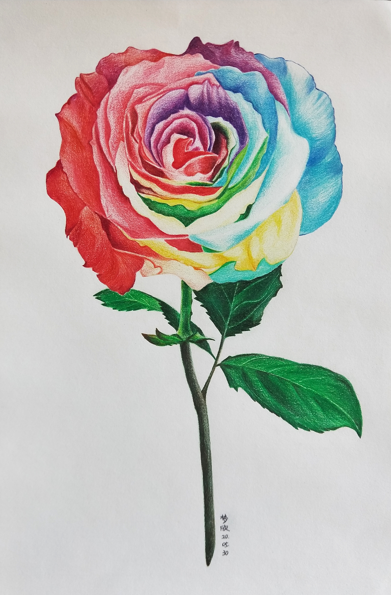 彩铅系列七彩玫瑰