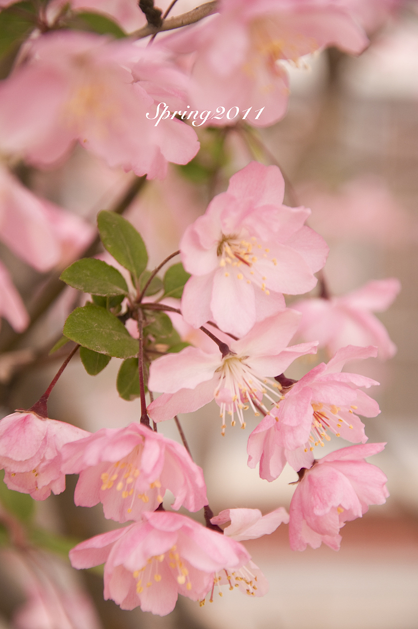 四月芳菲——垂丝海棠怒放（图ZMjczMTI0MA==） - 风光摄影 - 站酷设计师慢熟的兔子原创素材 - 站酷ZCOOL