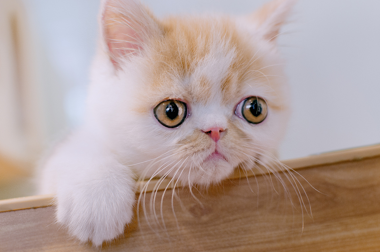 005-拍够100只猫/加菲