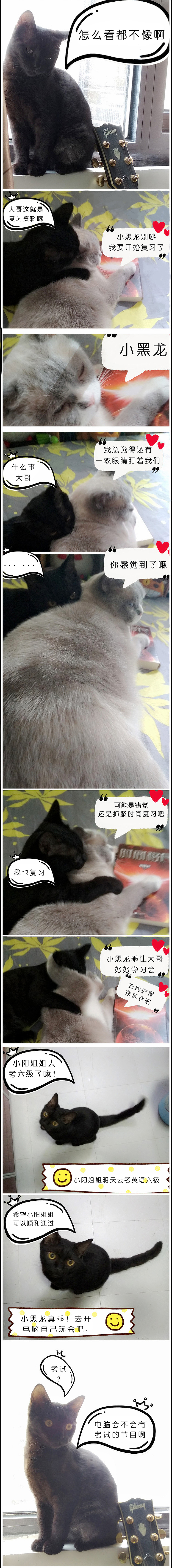 《猫咪通话》-英语六级考试