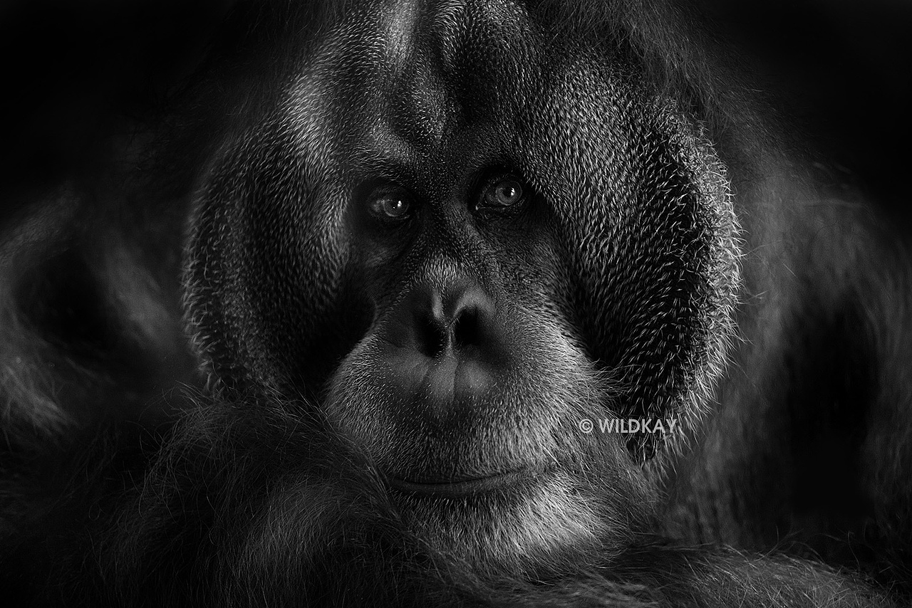 纯影调动物黑白摄影（图ZMjIwOTI2Mjg=） - 宠物摄影 - 站酷设计师WildKay原创素材 - 站酷ZCOOL