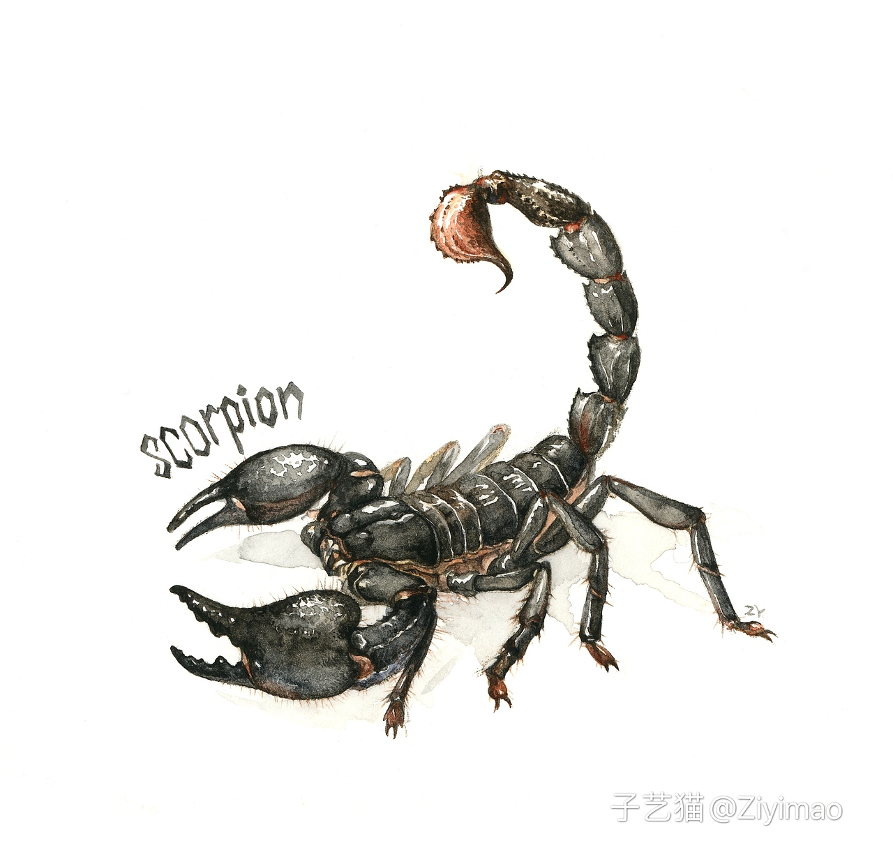 水彩-IELTS词汇书插图（图ZMTk1NDI0ODM2） - 商业插画 - 站酷设计师子艺猫原创素材 - 站酷ZCOOL