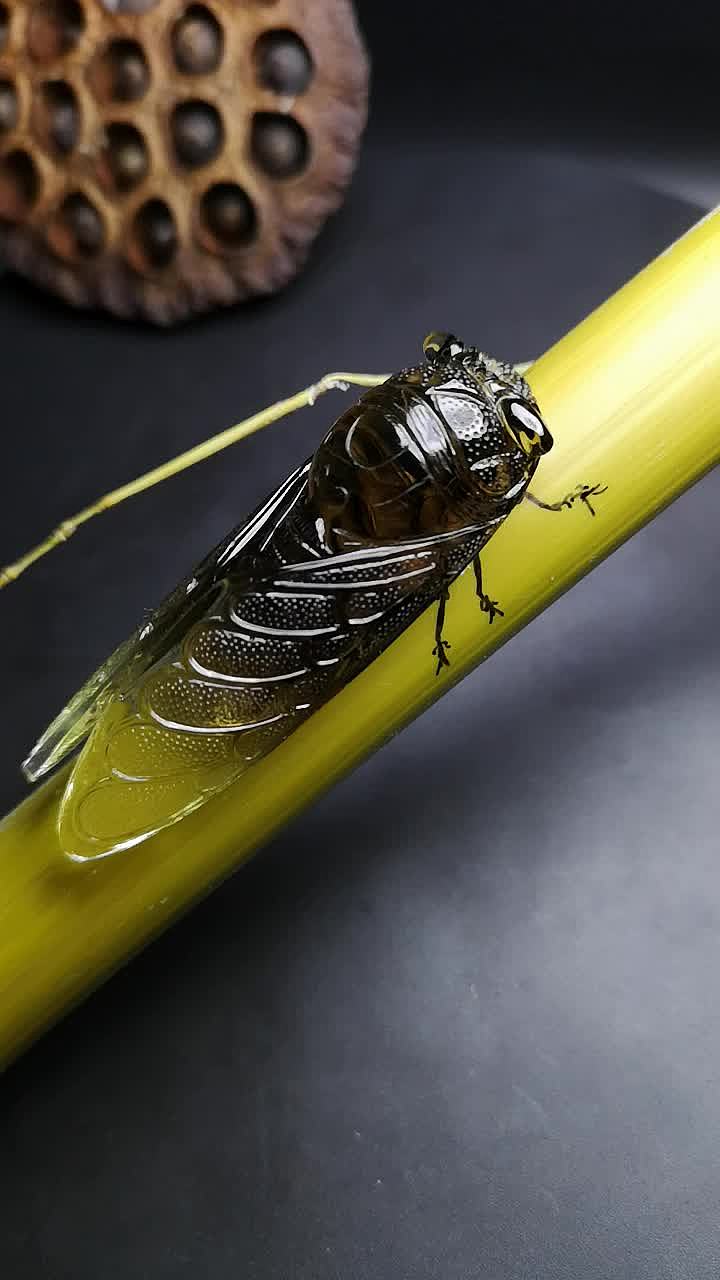 巧夺天工，手工雕刻蝉（图ZMTcyOTY4NDM2） - 首饰设计 - 站酷设计师Z57807671原创素材 - 站酷ZCOOL